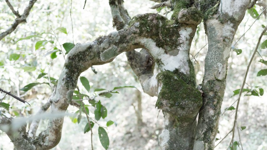 Zend Tea by Hesse Shanghai