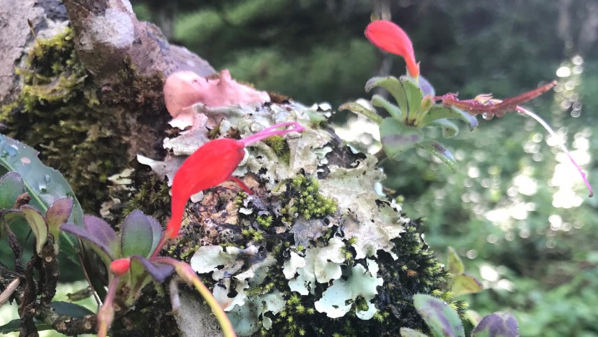 Zend Tea by Hesse Shanghai